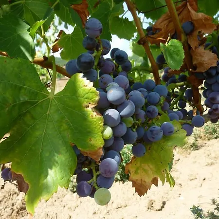 Bed & Breakfast Agriturismo Canu *